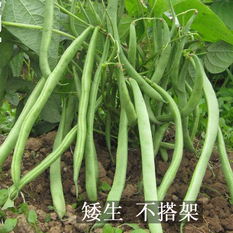 无架豆种子豆角四季豆种籽苗秧豇豆大全菜豆地豆不搭架豆种扁豆孑