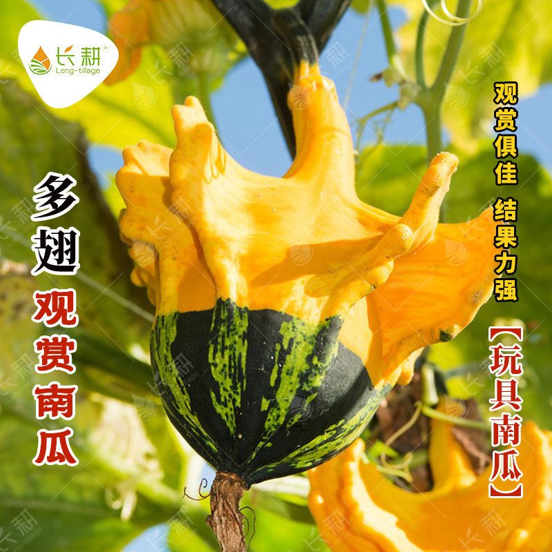 观赏多翅南瓜种子玩具小葫芦种籽春秋四季阳台盆栽可食用蔬菜种孑