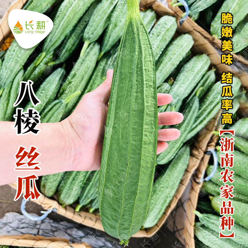 香嫩棱丝瓜种子广东八棱丝瓜种孑皮薄肉厚八角丝瓜农家庭院蔬菜籽
