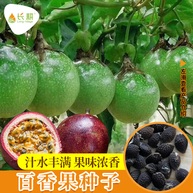 百香果种子阳台盆栽四季播水果种