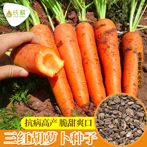 日本黑田五寸胡萝卜种子四季