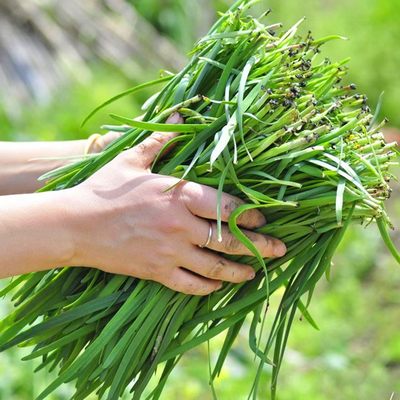 山东韭菜根苗农家老品种小细叶韭菜种子孑家庭阳台春四季蔬菜种籽