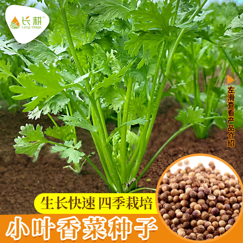 农家小叶香菜种子春秋四季盆栽阳台蔬菜种孑耐寒老品种小香菜种籽