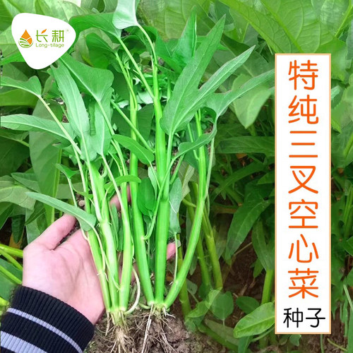 长耕三叉空心菜种籽大全四季可种