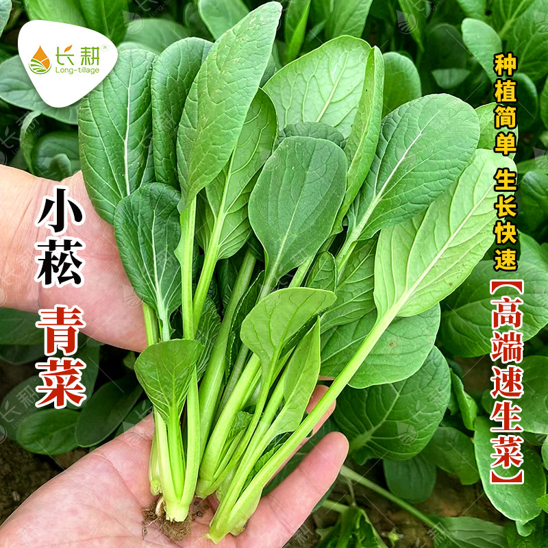 小菘2号菘菜种子速生型图片