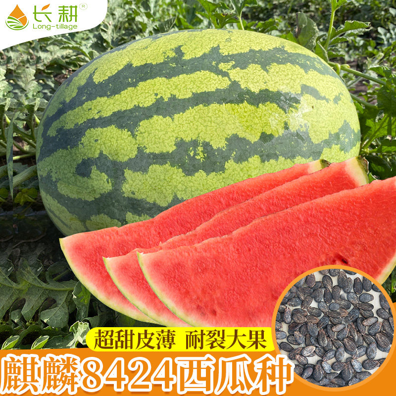 懒汉西瓜种子早佳8424麒麟西瓜种籽南方甜王苗秧无籽四季种孑大全使用感如何?
