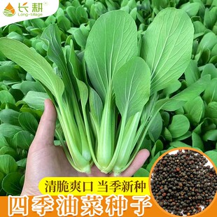 油菜种子小青菜种籽正宗上海青种子春四季 播阳台盆栽叶菜蔬菜种孑