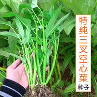 三叉空心菜种籽大叶青梗柳叶种籽四季盆栽蔬菜种子孑空心菜苗带根