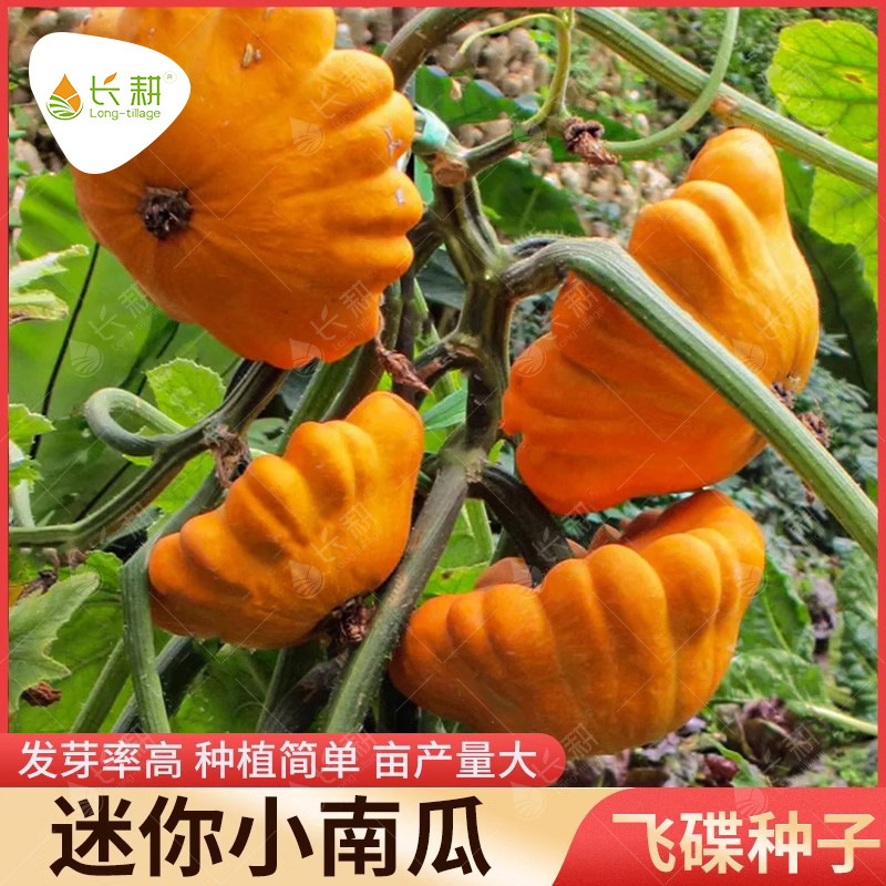 蝶形黄白迷你小南瓜观光园种子