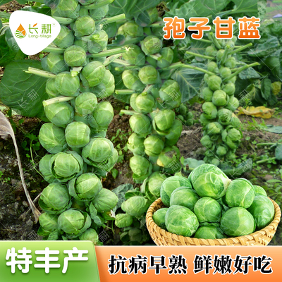 秋播孢子甘蓝种子耐寒小抱子甘蓝种籽春四季包菜卷心菜甘蓝蔬菜孑