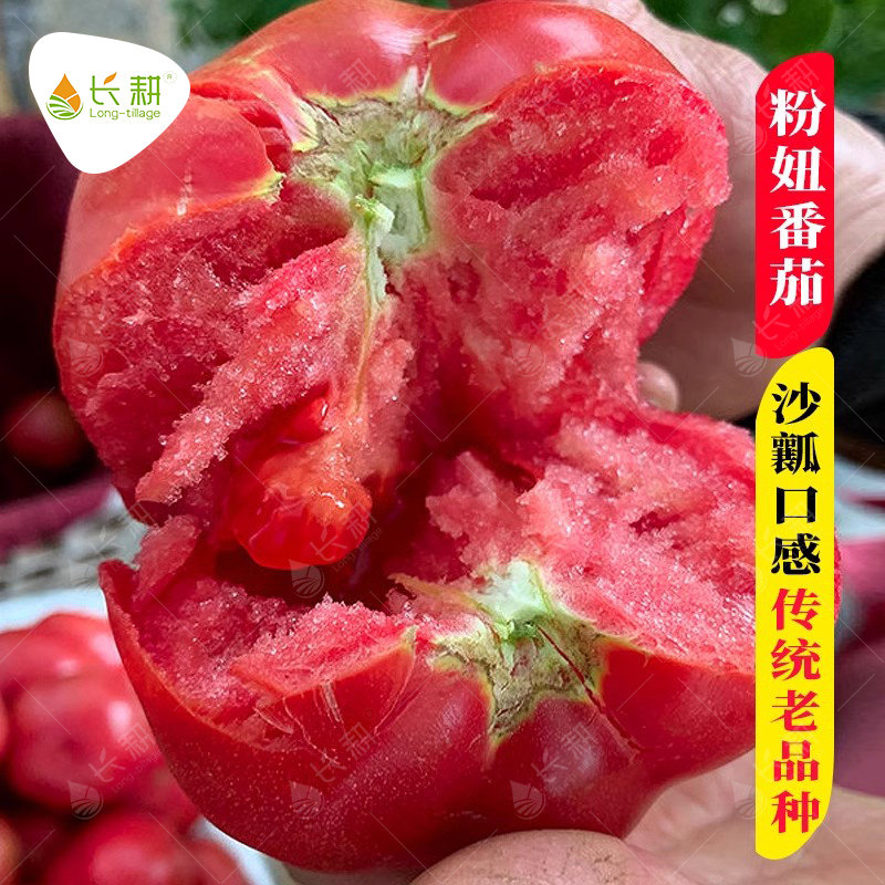 大粉番茄种子西红柿种孑非转基因阳台盆栽春秋四季蔬菜种籽番茄苗,鲜花速递/花卉仿真/绿植园艺,家庭园艺种子,淘宝优惠券,粉丝福利购,淘宝优惠卷