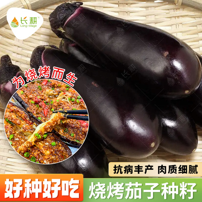 早熟烧烤茄子种子甜糯皮薄长耕