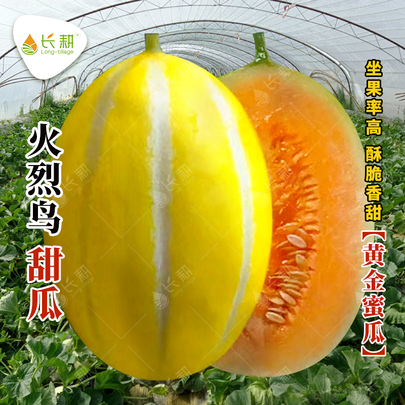 火烈鸟甜瓜种子香甜酥脆