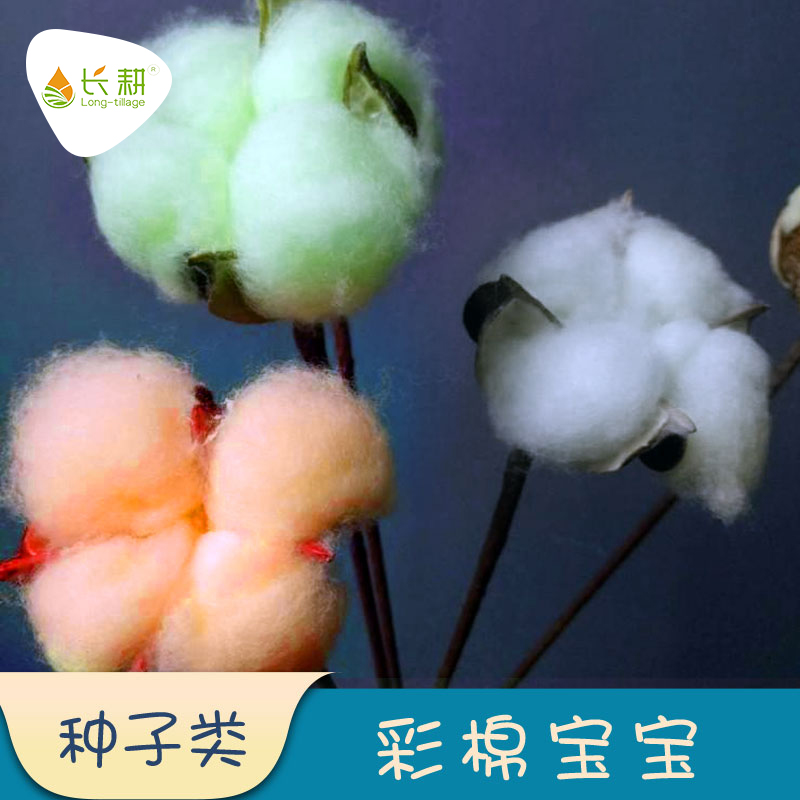 农家彩棉宝宝春四季幼儿园种子
