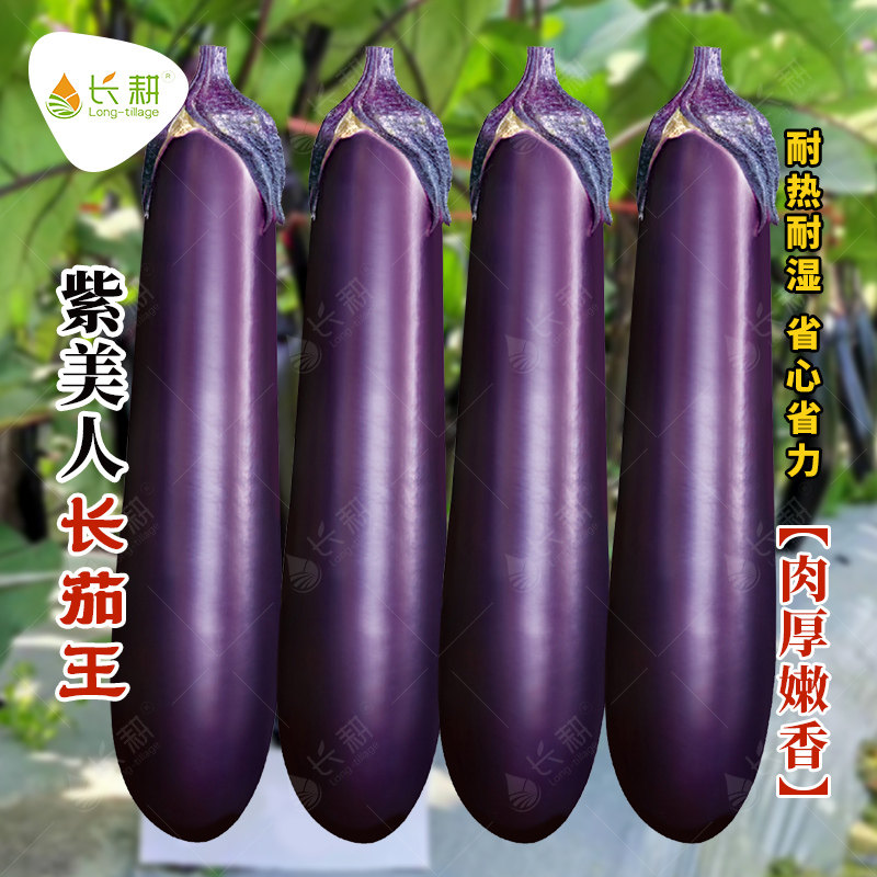紫美人长茄王种子高产紫萼茄子种籽春秋四季大田耐旱寿光蔬菜种孑