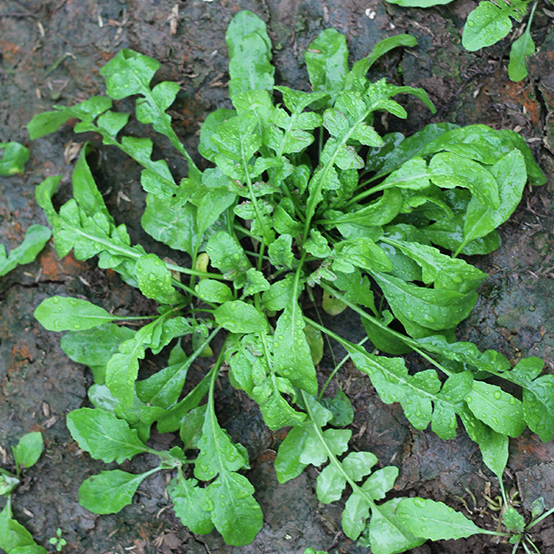 荠菜种籽大全高产四季蔬菜籽