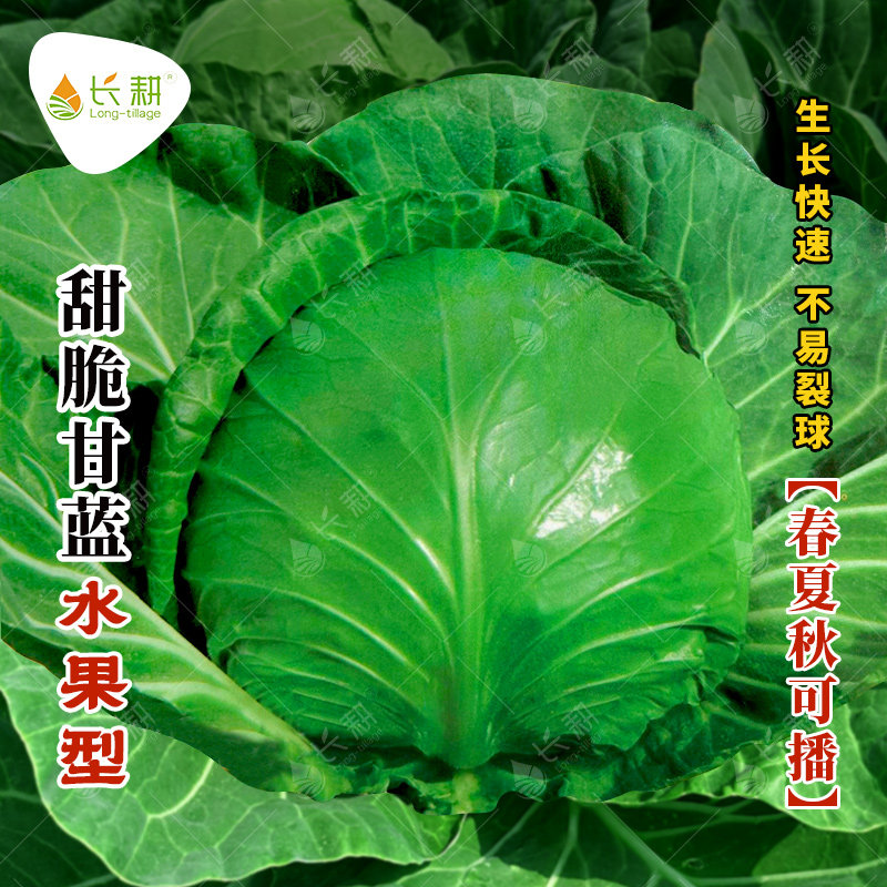 水果甜脆甘蓝种子耐热生食甘兰种籽春夏秋四季阳台卷心菜蔬菜种孑