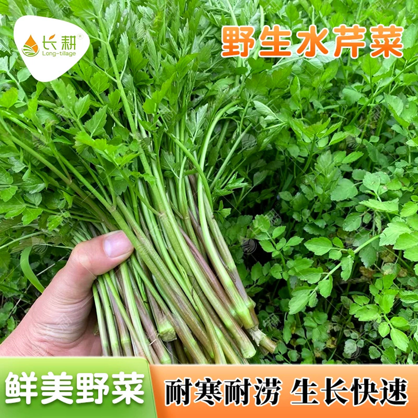 野生水芹菜种子野菜山芹实芹种籽春秋四季阳台盆栽马家沟蔬菜种孑