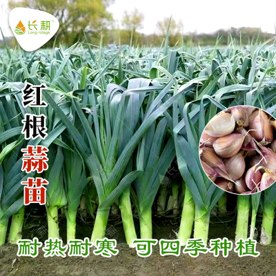 红根蒜苗种子红皮大蒜四季