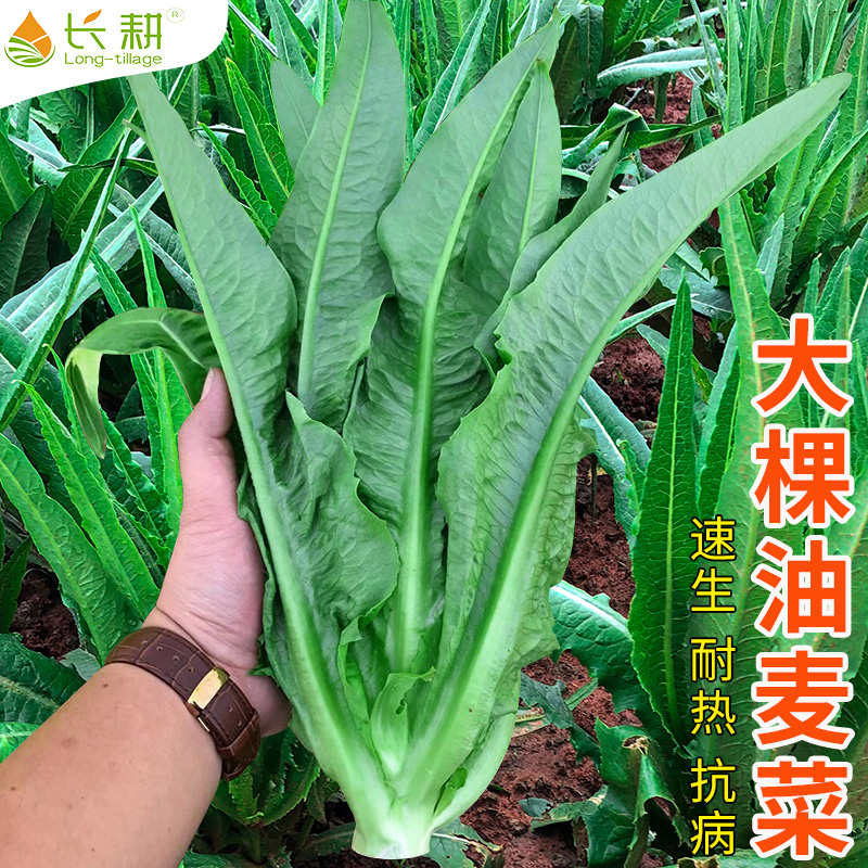 油麦菜籽种米香麦菜种子大全春秋四季阳台盆栽孔雀菜蔬菜耐热种孑 鲜花速递/花卉仿真/绿植园艺 家庭园艺种子 原图主图