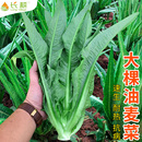 阳台种苗孔雀菜蔬菜耐热种孑 油麦菜籽种米香麦菜种子大全春秋四季