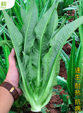 油麦菜籽种米香麦菜种子大全春秋四季阳台种苗孔雀菜蔬菜耐热种孑