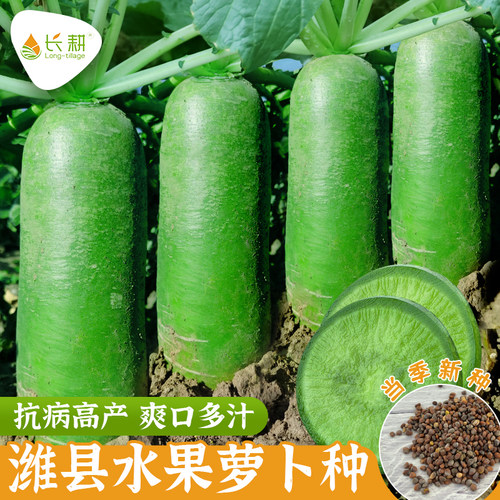 潍县水果萝卜种子秋播