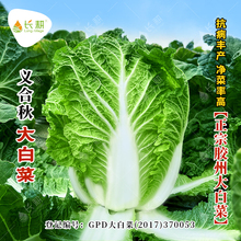 山东小义和秋大白菜种子秋播杂交白菜种籽阳台老品种大田高产蔬菜