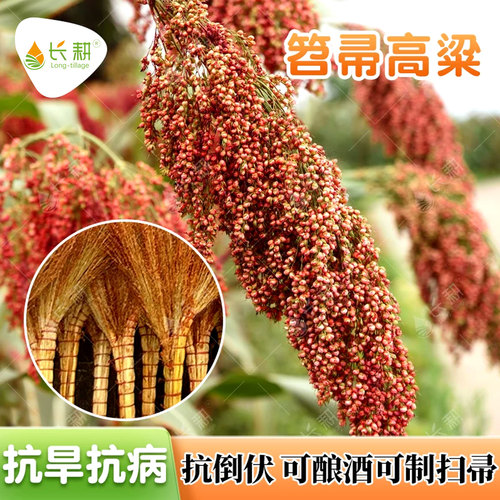 笤帚高粱种子扫把专用高粱种籽东北粮食晋粮五谷杂粮酿酒蔬菜种孑