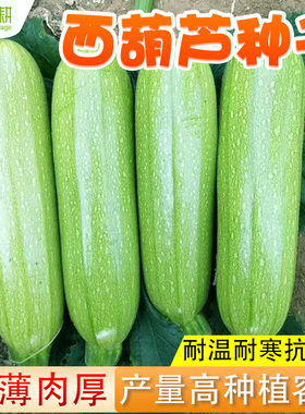 青嫩西葫芦种子早熟青南瓜种籽茭瓜角春秋四季香蕉西葫芦蔬菜种孑