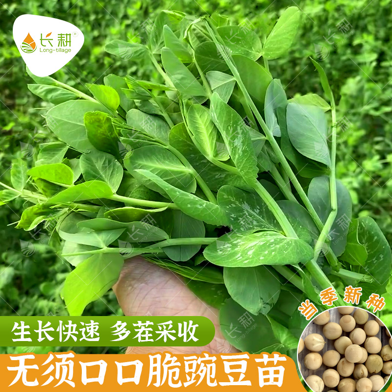 口口脆无须豌豆尖种子豌豆苗籽尖春秋四季高产大全蔬菜种孑荷兰豆