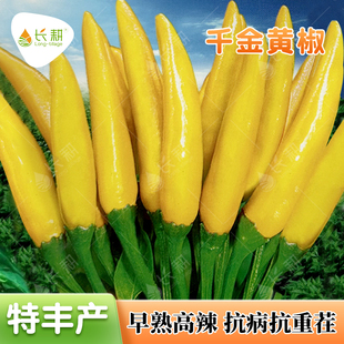 杂交千金黄椒种子超辣黄朝天椒春秋播日本高产抗重茬辣椒蔬菜种孑