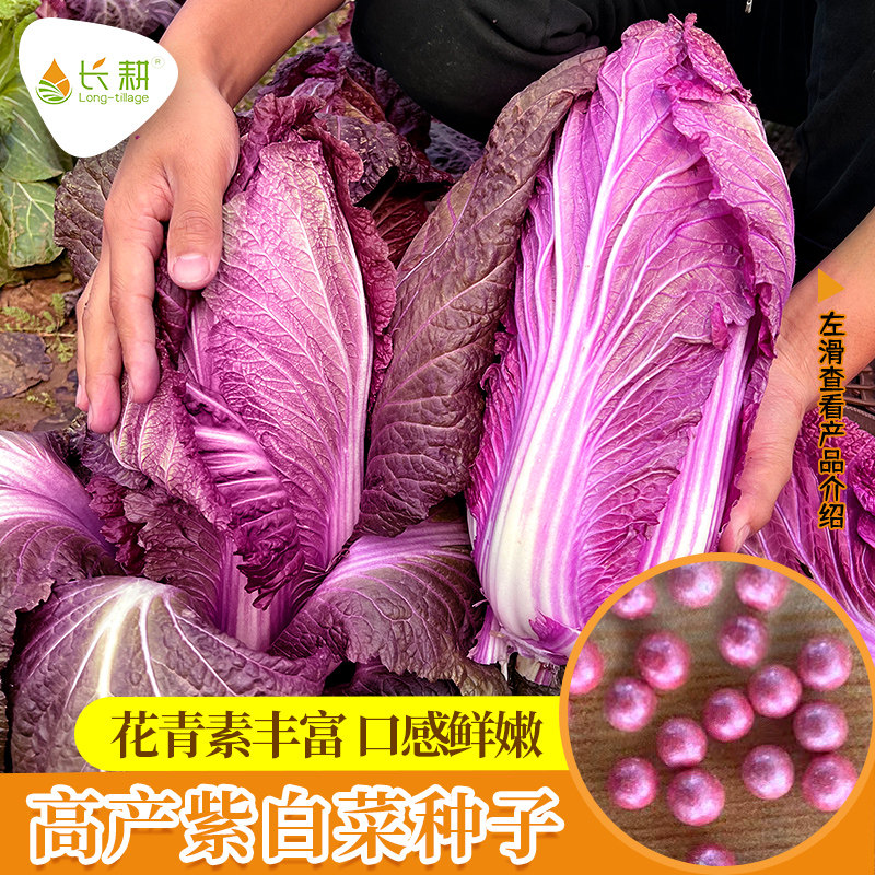 紫白菜种孑韩国紫红白菜种籽高产春秋四季播阳台盆栽庭院蔬菜种孑