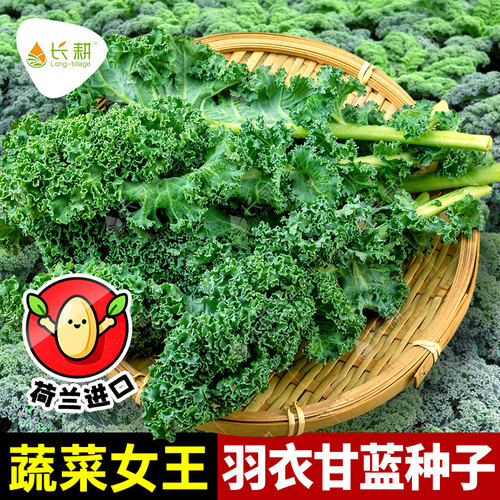 荷兰羽衣甘蓝种子甘蓝日本引进春秋四季阳台羽麒麟皱叶菜蔬菜种孑
