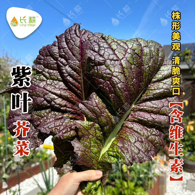 韩国紫芥菜种子春秋季四季大叶温州香芥菜种孑菜园阳台特色蔬菜籽