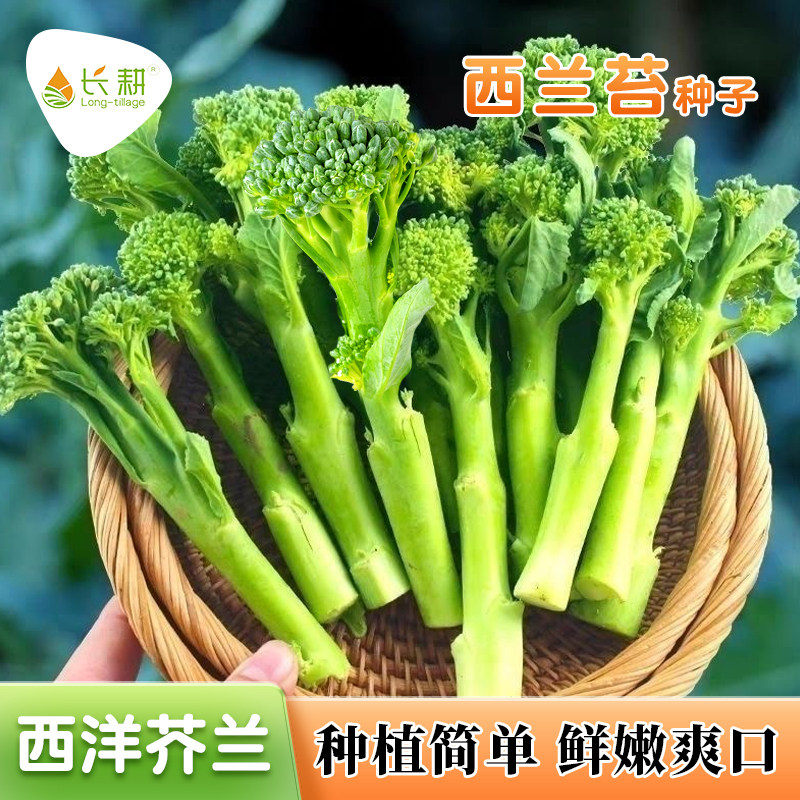 西兰苔种子西洋芥蓝种籽持续采收长茎西兰花秀兰芥兰青花芦笋种孑
