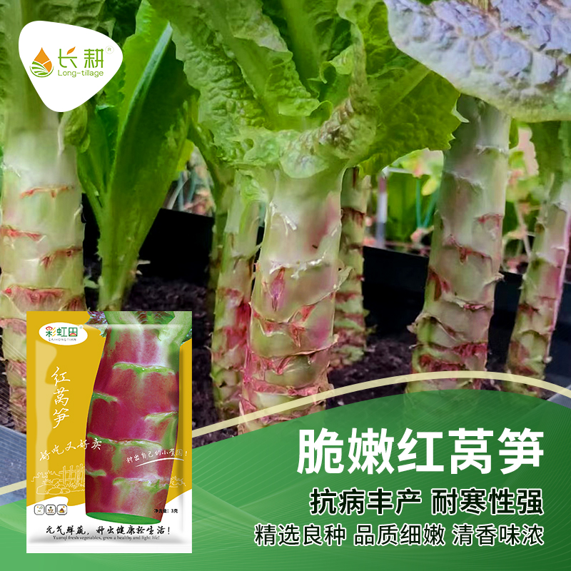 红皮莴笋种籽红莴笋菜种子苗耐寒春秋冬四季阳台农家莴苣蔬菜种孑
