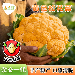日本引进黄色花椰菜种子黄菜花种籽春秋四季高产杂交花菜蔬菜种孑