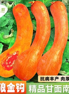 金钩南瓜种子春秋四季蔬菜长耕