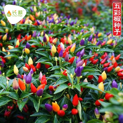 五彩辣椒种子四季蔬菜苗