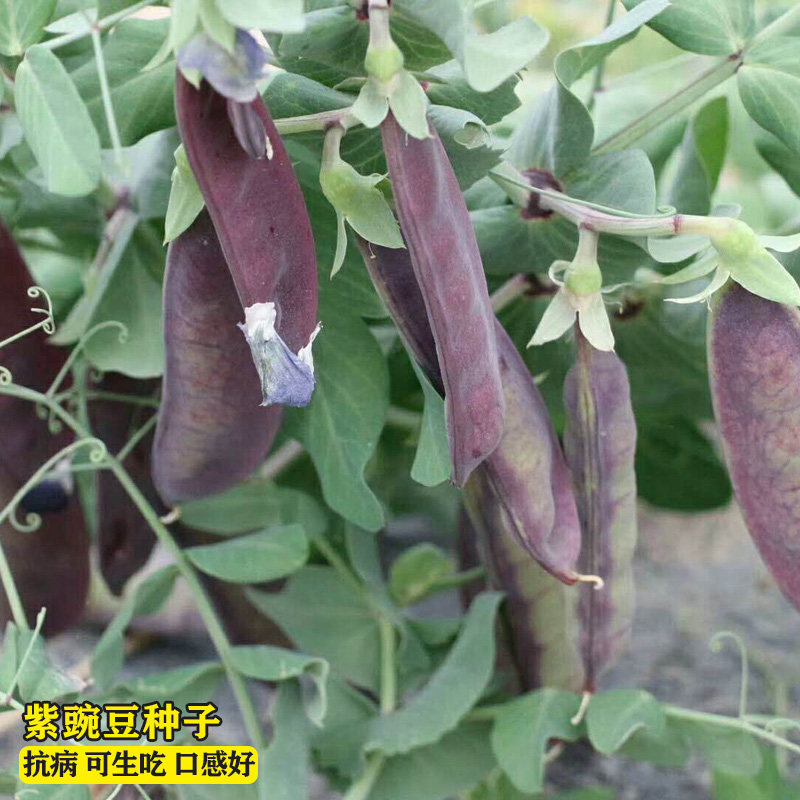 紫荷兰豆种子紫甜豌豆种籽农家田园四季豆扁豆春季秋季四季蔬菜种
