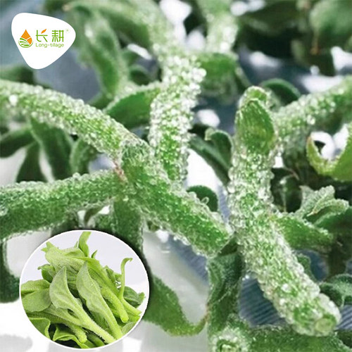 冰菜种籽非洲四季阳台盆栽蔬菜种