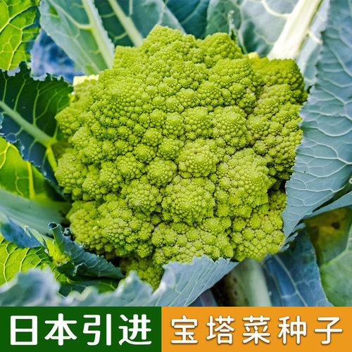 日本引进宝塔菜种子绿菜花花菜