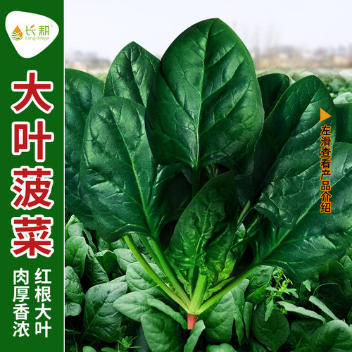 大叶菠菜籽种高产黑叶四季播种