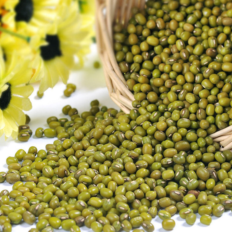 杂粮绿豆种子早熟绿小豆苗豆芽种籽高产农家水培蔬菜芽苗菜种籽孑