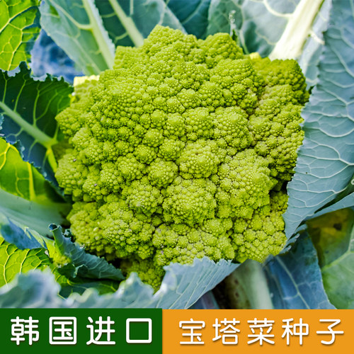宝塔菜花价格 宝塔菜花图片 星期三