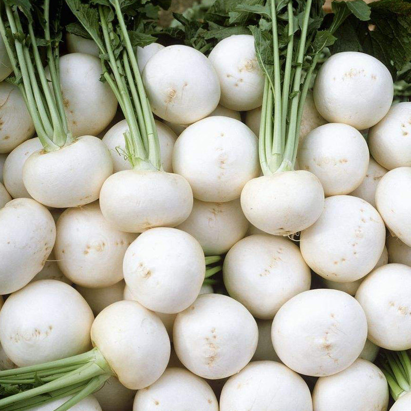 白樱桃小萝卜种子脆甜水果萝卜种籽春秋四季盆栽阳台大田蔬菜种孑