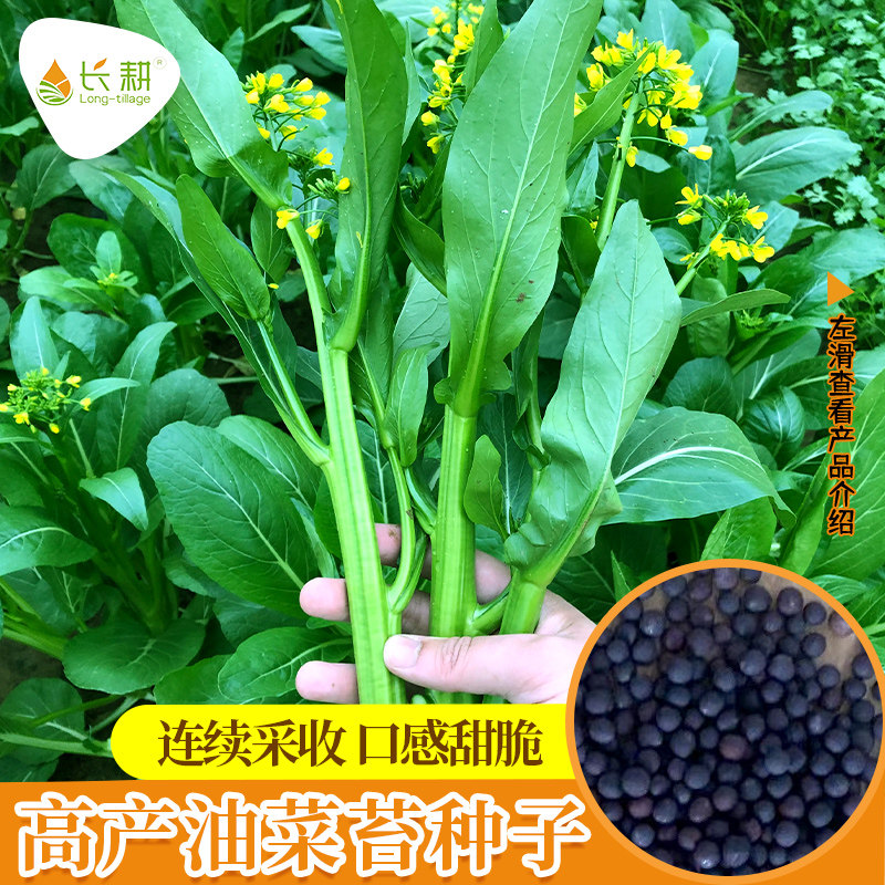 油菜苔种子菜心种籽高产春秋四季油菜薹菜籽农家阳台盆栽蔬菜种孑