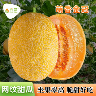 金冠哈密瓜种子脆甜网纹黄蜜瓜种籽春秋四季新疆香瓜甜瓜水果种孑