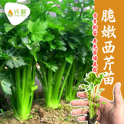 脆嫩西芹种苗荷兰皇后水果芹菜种子籽春秋四季阳台盆栽蔬菜种孑苗